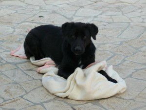 NERONE